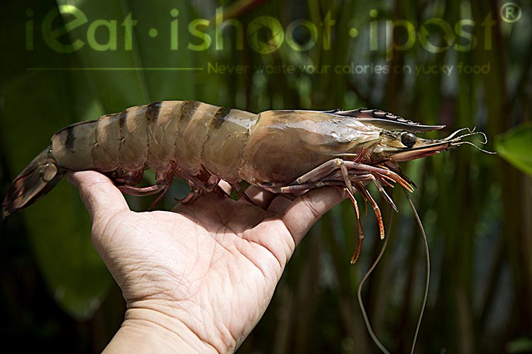 Singapore Prawn Files The Striped Ones Tigers Kuruma And Rainbow Prawns Ieatishootipost