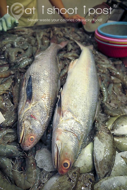 Malay threadfin fish in Fourfinger Threadfin