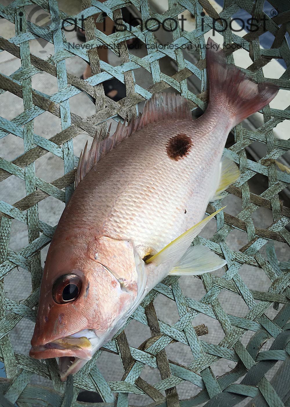 Cherry snapper fish in malay