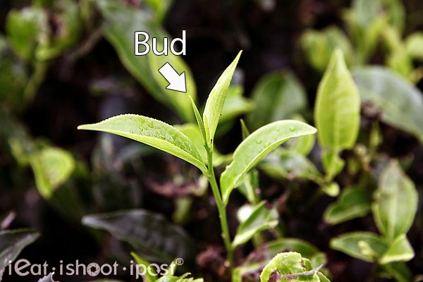 Typically, one bud and the adjacent two leaves are plucked