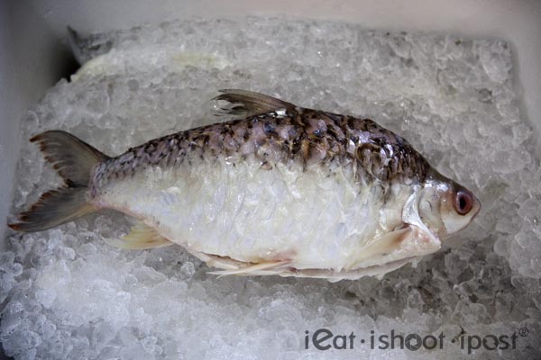Ikan Lampam Jawa, Thai Silver Barb