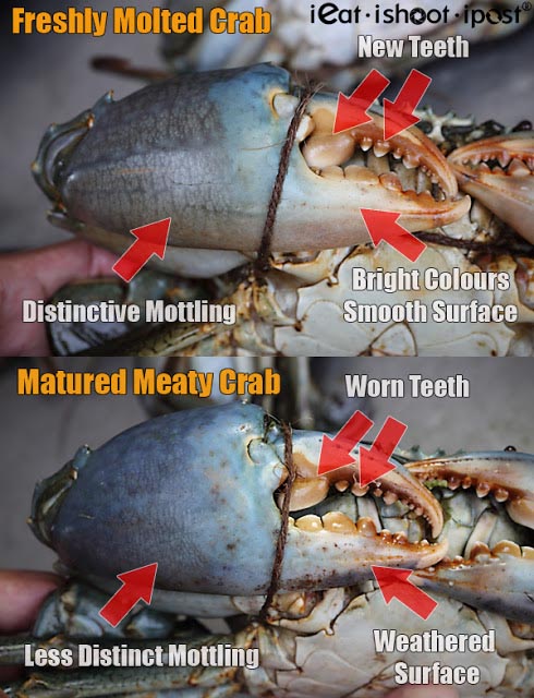 Crab-Comparison-12