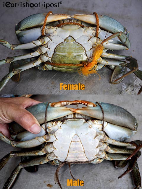 Difference between Male and Female Crabs