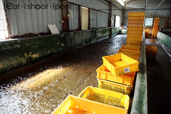 Crabs are sorted out in these tanks