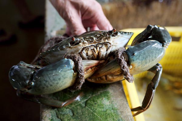 Vietnamese Mud Crab