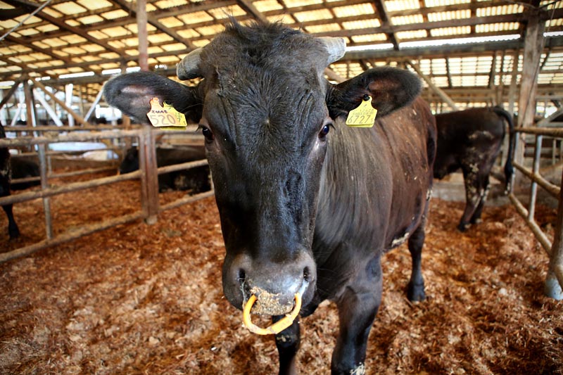 Young unfattened cattle