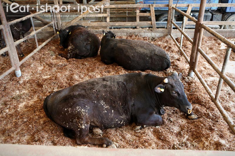 Tajima cattle enjoying an afternoon siesta
