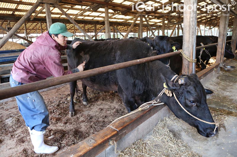 Brushing the cow