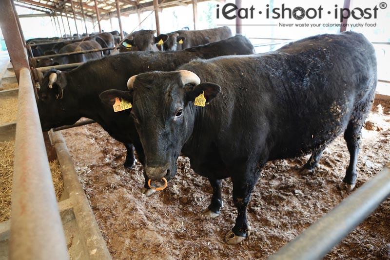 Fattened cattle earmarked for Singapore in June 2012