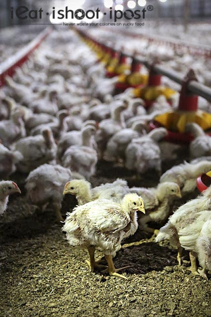 20 Day old White Broiler Chicken