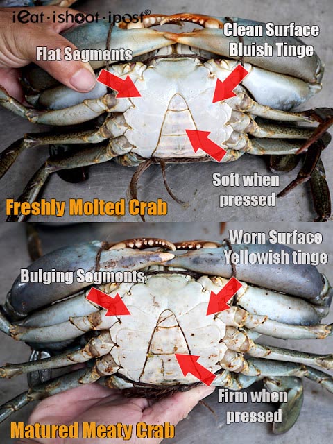 Crab-Comparison-2