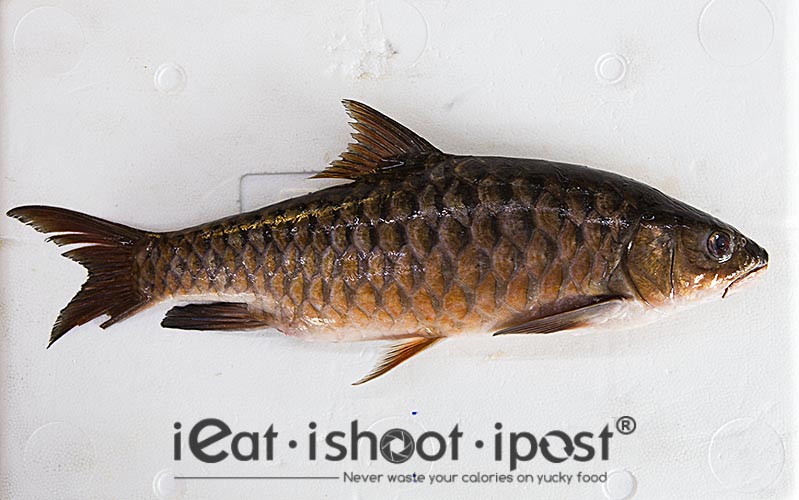 Wild caught red Empurau