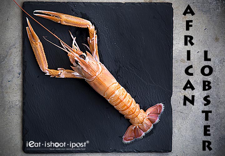 African-Lobster