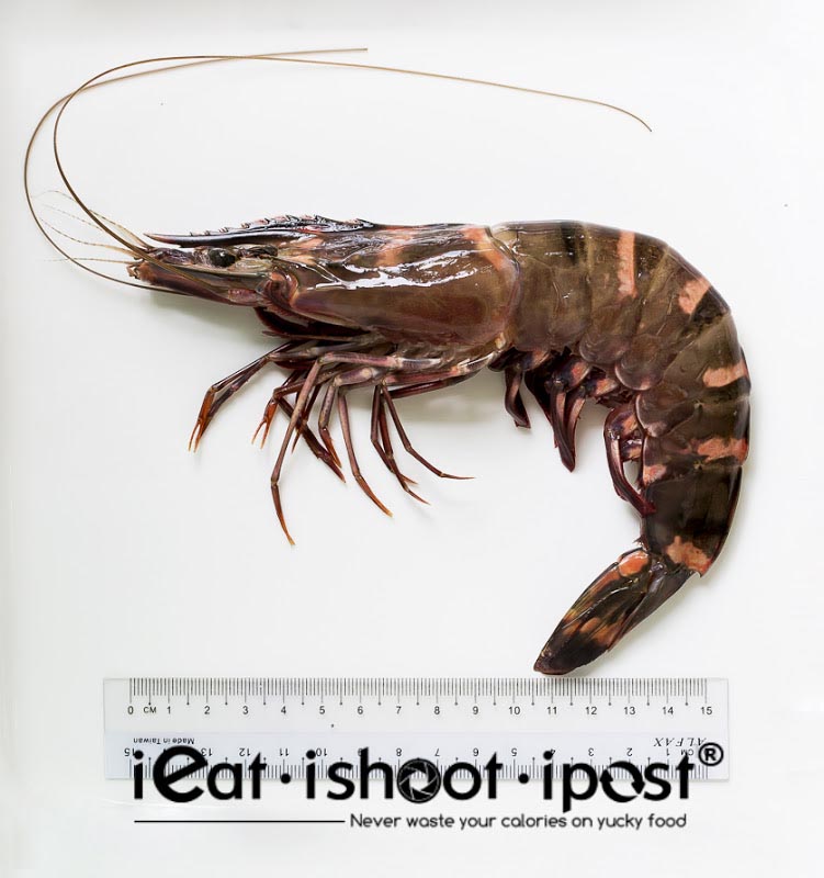 Giant Tiger Prawn - Rusty Brown colour - Wild caught