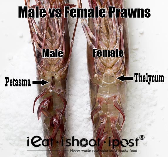 Sexual organs of the Giant Tiger Prawn