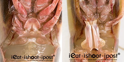 Distinctive Sexual Organs of the Rainbow Shrimp