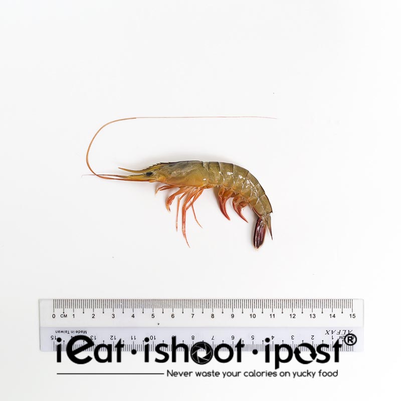 Coromandel-Shrimp-Parapeneopsis-Coromandelica-