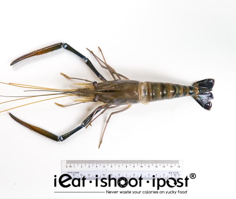 River-Prawn-top-down