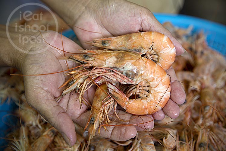 Sua Lor Prawns (Greasyback Shrimps)