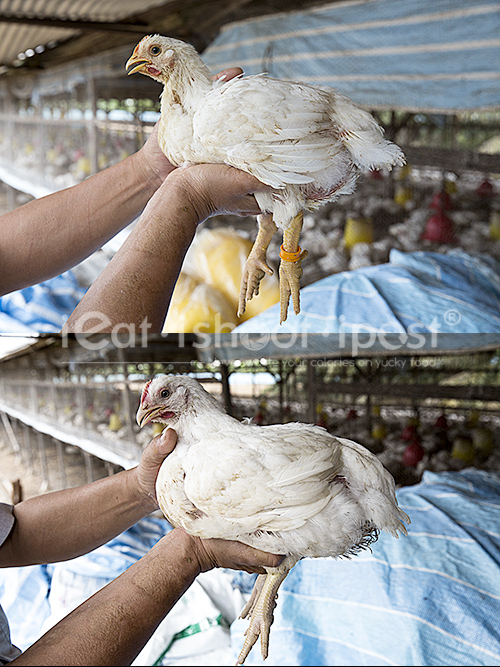 Above Carogold Chicken. Below Normal Broiler