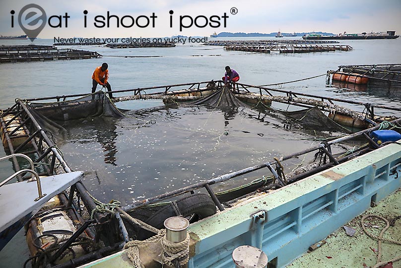 Singapore Fish Farms: Kühlbarra Barramundi - ieatishootipost