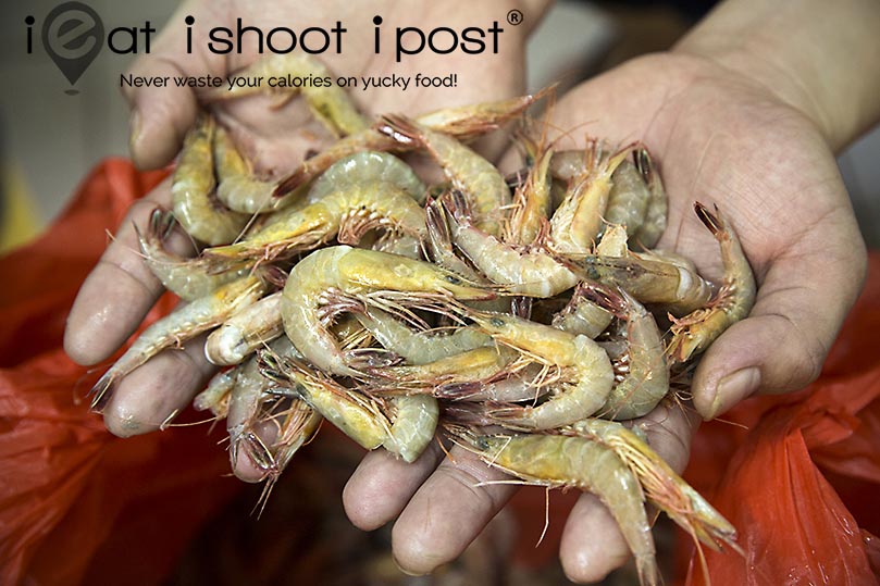 Coromandel Shrimp, parapeneopsis coromandelica from Malaysia