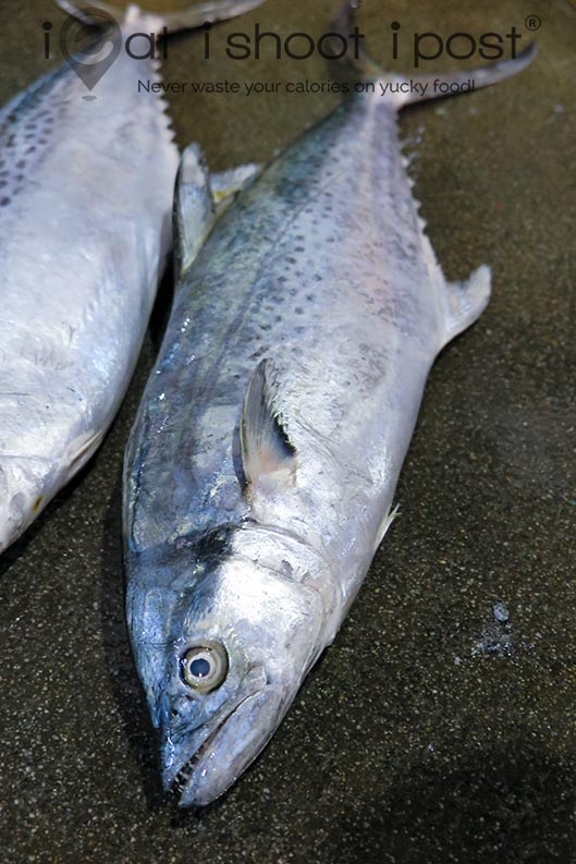 Korean-Seerfish