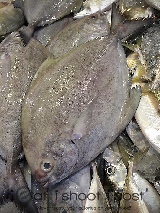 fish similar to pomfret