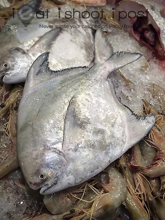 grey pomfret fish