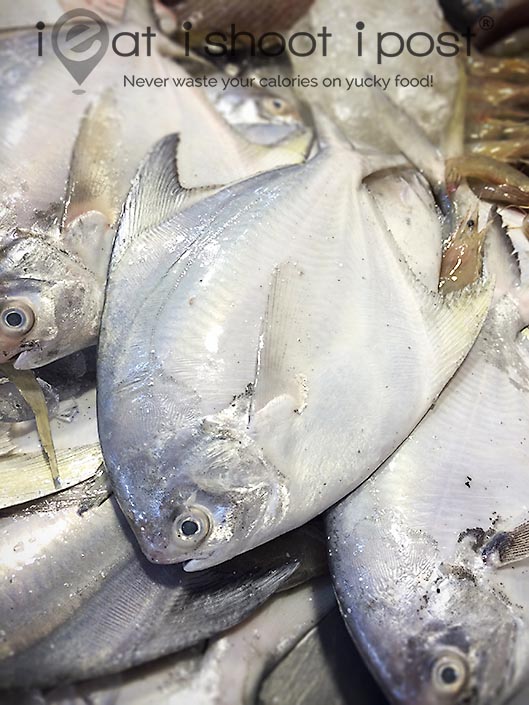 grey pomfret fish