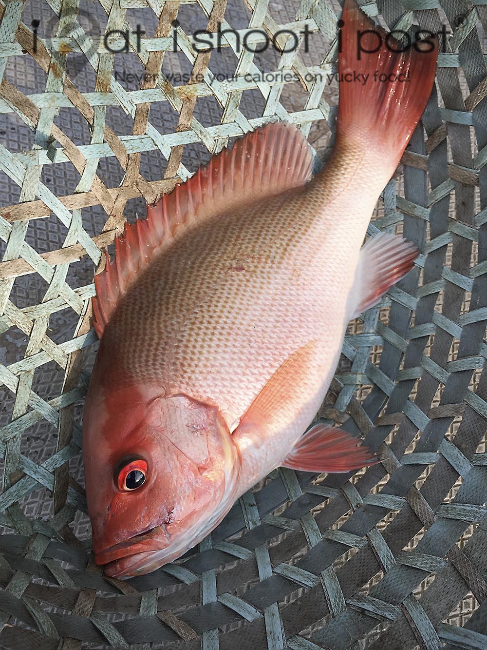 Crimson snapper caught in Sedili