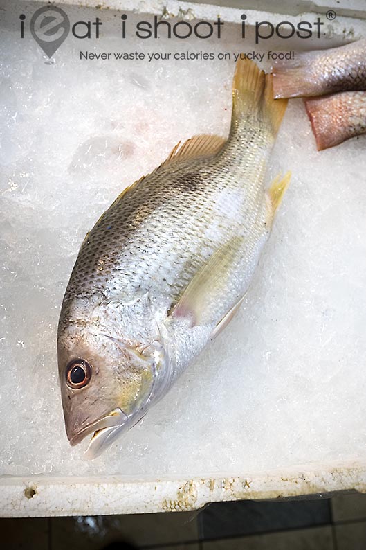 John's snapper (with visible black blotch)