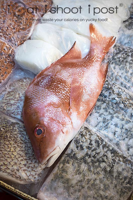 Juvenile Emperor Red Snapper