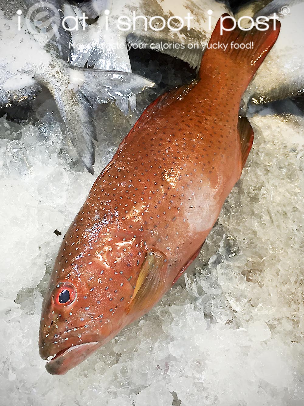 Common-coral-trout