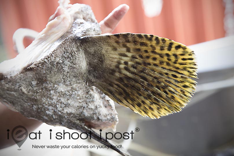 Black spots on pectoral fin of Giant Grouper