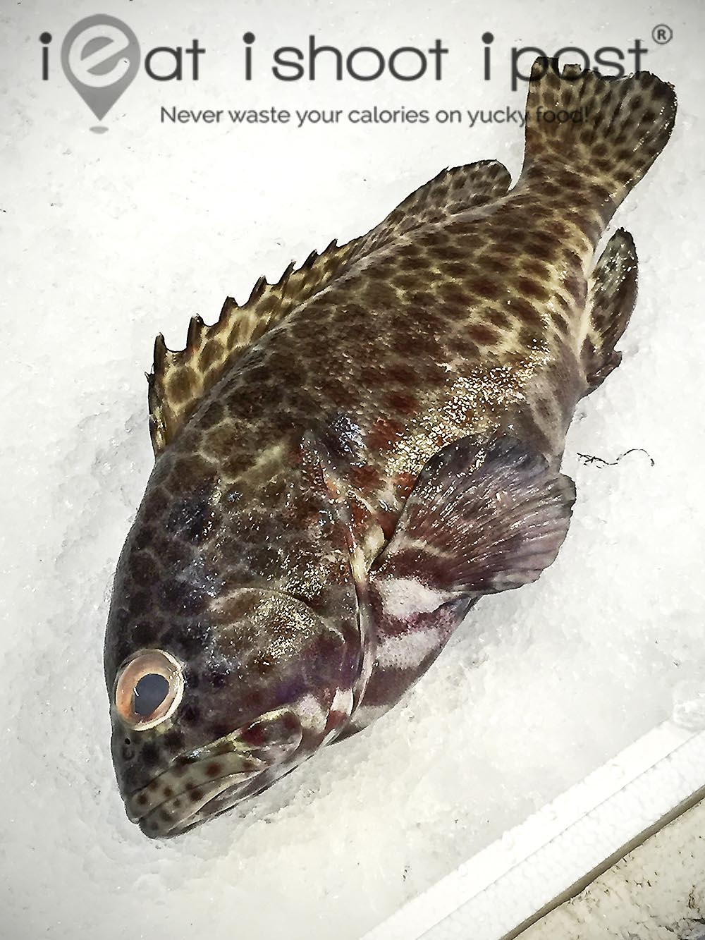 Longfin-Grouper