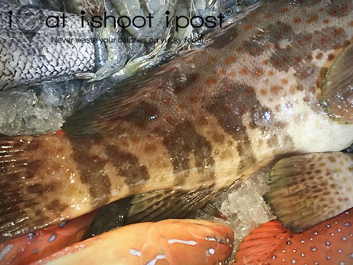 Singapore Fish Files: Groupers - ieatishootipost