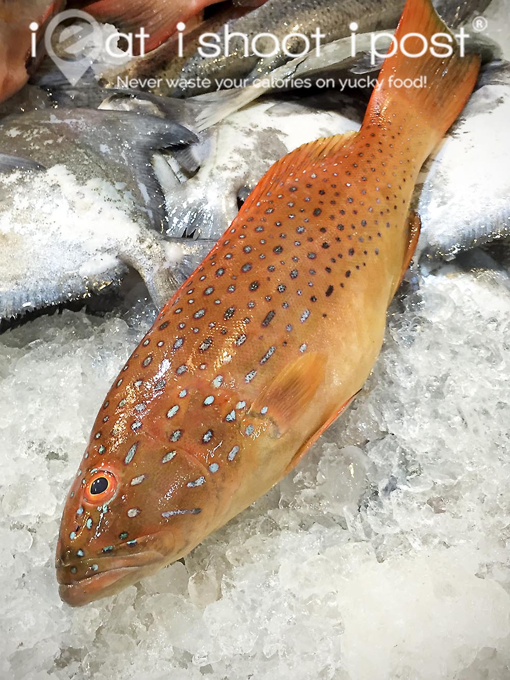 Redfish Tailing -  Singapore