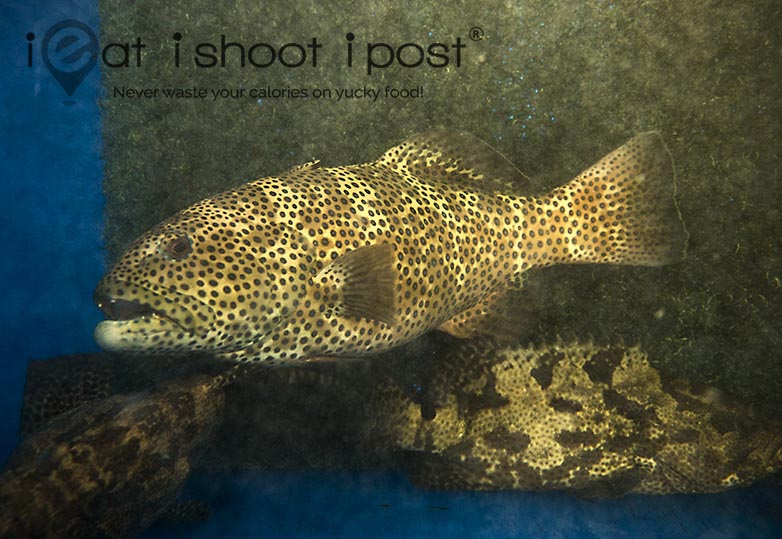 Squaretail-Coral-Grouper1