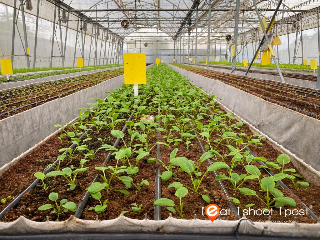 Rows of veggies growing under optimal soil and environmental conditions