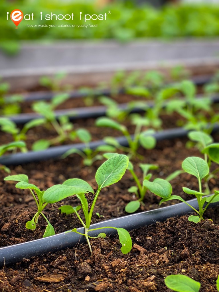 Precision Drip Irrigation ensures every seedling gives the same correct amount of water needed