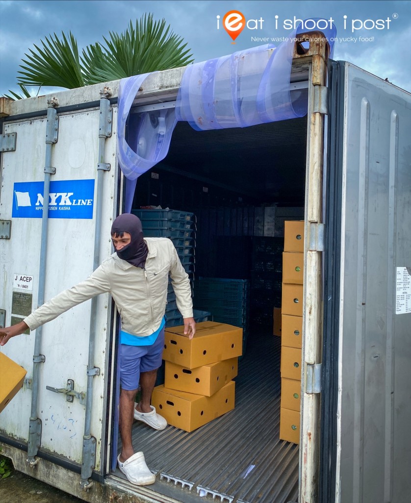 Worker packing boxes of veggies in the cold storage containers