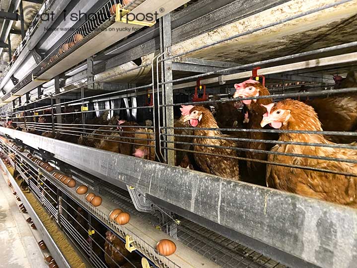 Chicken House Interior