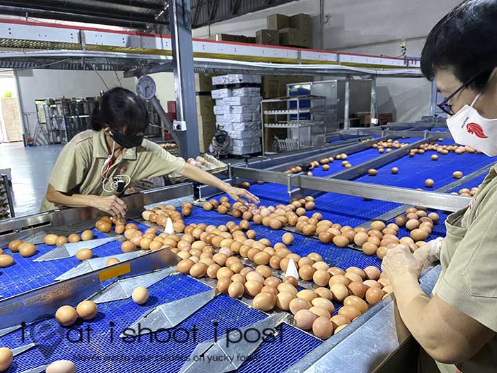 Egg sorting