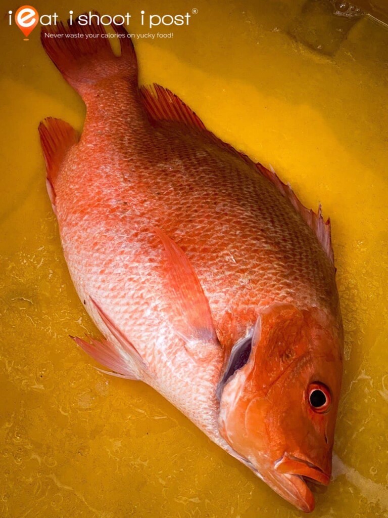 Red Snapper 