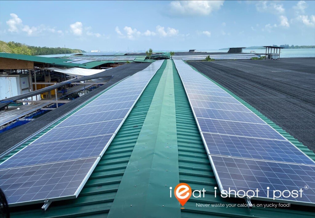 Solar Panels power 80% of the farm's electrical needs